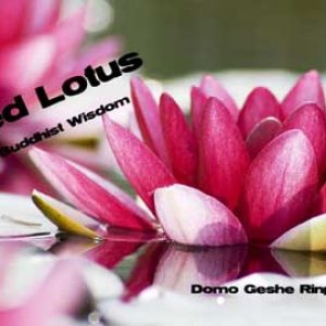 Red Lotus Buddhist Wisdom